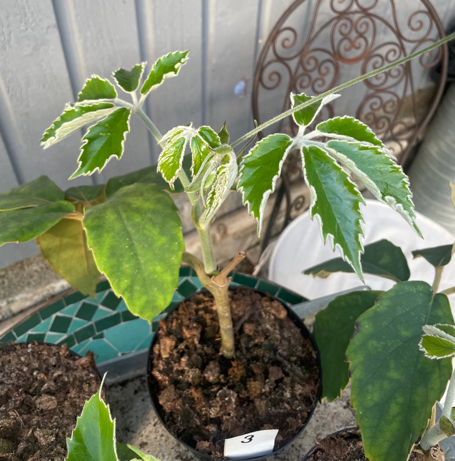 Tetrastigma Voinierianum Erlandssons i Hedesunda